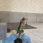ماشاءالله تبارك الرحمن بأشق رصاصي مقصور