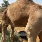 للبيع الفحل الرماني الطيب السن سدس