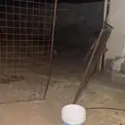 حديد للبيع