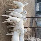 خرفان