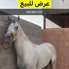 حصان واهو للبيع حصان شيخ وله هيبه بين الفحول