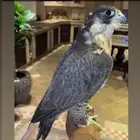 طير قرناس شاهين