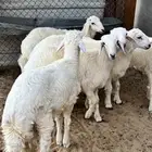 ذبائح للبيع
