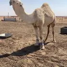 بعير عوني ع حوران اوضح كفو ع الشرط من جميع شي