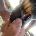 ضانه للبيع سليمه من كل الامراض