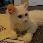 قطط للتبني شيرازي