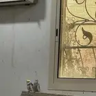 طيور للبيع
