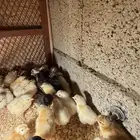 صوص بلدي فواتح