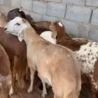 سواكن طيبه ومغلقه