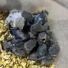 فروخ روز من 100 عرض خاص