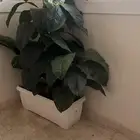 مركن زرع كبير