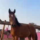 مهرة شيخة للبيع