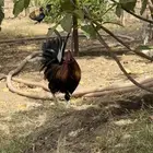 ديك عربي ترثه