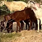 مراح حريات ومعزا