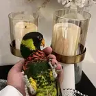 لوري هدد الليف لعوب