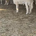 مشروع فحل حري صنف