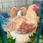 دجاج براهما انتاج تحضين وعلى الشرط