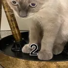 مجموعة قطط للبيع