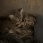 قطط كيتن سكوتش ستريت للبيع