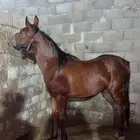 مهره