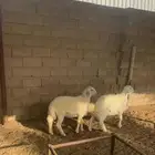 خروفين للبيع
