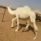 قعود عمره سنه وتسع شهور
