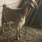 شاه لبن