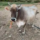 بقره المانيه لقحه وهاديه