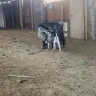 للبيع عنز صنف ديد سليم سنها تامه شبب تحته جفرتين