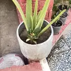 زرع للحديقه بأسعار تبدأ من 5 ريال