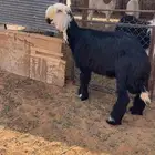 خروف نجدي صنف