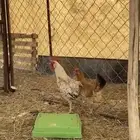 دجاج لبيع انوع بلدي اديك لبيض حار