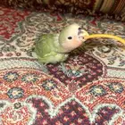 فرخ روز اليف