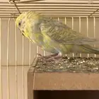 عصفور بالقفص