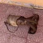 ثلاجه وبخاخات وهدرز كامري