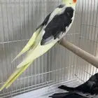 كروان مع فروخه