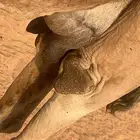خلفه حمراء الحليب واجد