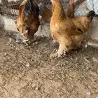 دجاج براهما