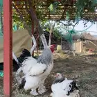 طقم منتج دجاج براهما كولمبي دم صافي