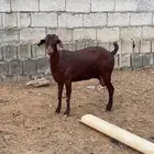 محايل عسير