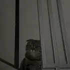 قط سكوتش فولد