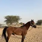 حصان واهو
