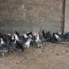 دجاج فيومي