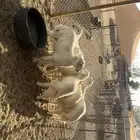 حريات ذبايح طيبه