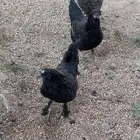 دجاج بلدي بياض