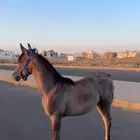 مهره واهو بورق العمر 7شهور سليمه ولاتشتكي من شي