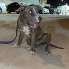 كلب بتبول