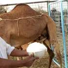 للبيع ناقه مبيوع ولدها