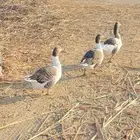 وز للبيع ذكر وثنتين اناث