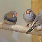 زيبرا انقلش فيها احجام والوان مختلفة للبيع